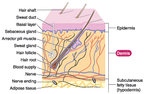 Facts About The Skin - Dermis